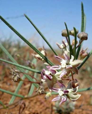 Asclepias praemorsa purple flower markings